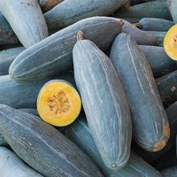 10 Samen Guatemalan Blue Banane Squash Kürbis Zaden Zaad Somen Semi Sementi Semillas Graines Sementes Siemenet von VerveinaSeeds