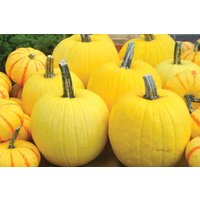 10 Mellow Gelbe Kürbiskerne 10 Mellow Gelbe Kürbiskerne von VerveinaSeeds