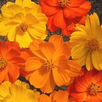 100 Bio Bright Lights Mix Cosmos Cosmea Samen Für Bestäuber Und Bienen Cottage Garten Orange Gelb Rot von VerveinaSeeds