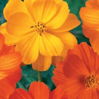 100 Organic Bright Lights Cosmos Samen Orange, Gelb, Rot 100 Organic Bright Lights Cosmos Samen Orange, Gelb, Rot von VerveinaSeeds