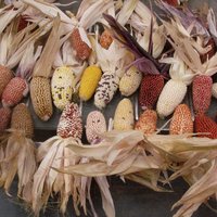 100 Bio Erdbeer Mais-Samen De Lite Mini Mix von VerveinaSeeds