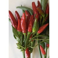 100 Bio Etna Chili Samen Nonhybrid Type Bunching Aus Italien Mittelhitze 20.000 Shu Etna Zaad Zaden Graines Semi Sementi Somen von VerveinaSeeds