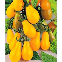 100 Bio Gelb Pear Cherry Bell Samen Erbstück Coctail Tomate Sehr Produktiv Groß Aussehen in Salaten von VerveinaSeeds