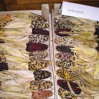100 Bio-Harlequin-Mix Erdbeertyp Corn-Samen Mais Mays Samen Graines Semillas Zaden Zaad Somen Semi Sementi Nasiona von VerveinaSeeds
