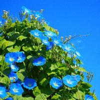 100 Bio Ipomoea Heavenly Blue Morning Glory Seeds Prunkwinde Samen Zaad Zaden Semi Sementi Sementes Siemenet Graines Semillas Somen von VerveinaSeeds