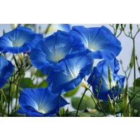 100 Bio Ipomoea Heavenly Blue Morning Glory Seeds Prunkwinde Samen Zaad Zaden Semi Sementi Sementes Siemenet Graines Semillas Somen von VerveinaSeeds