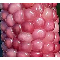 100 Bio Neon Pink Popcorn Mais Samen Getreide Maíz Semillas Zaden Zaad Somen Semi Sementi Sementes Siemenet von VerveinaSeeds