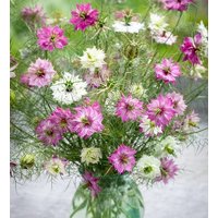 Ausverkauf 300 Bio Nigella Mulberry Rose Seeds Love in A Mist Rose Pink Jungfer Im Grünen Samen Somen Graines Zaden Semi Siemens von VerveinaSeeds