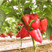 100 Bio Süße Pimento Pfeffer Rote Paprika Samen Guten Geschmack Sehr Gut Für Das Beizen Dicke Süße Wände von VerveinaSeeds