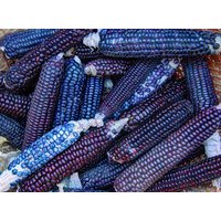 100 Bio-Töne Maissamen Mais Samen Getreide Semillas Zaden Zaad Somen Semi Sementi Nasiona Sementes Siemenet Frø von VerveinaSeeds