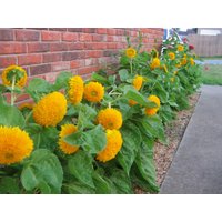 100 Bio Zwerg Teddybär Sonnenblume Samen Maserungen Somen Semi Sementi Zaad Zaden Nasiona Semillas Toll Für Töpfe Und Balkon von VerveinaSeeds