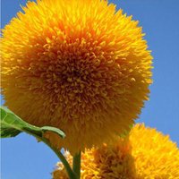 100 Bio Zwerg Teddybär Sonnenblumen Samen Top Musthave Für Bestäuber Und Bienen Cottage Garden Toll Töpfe Balkon von VerveinaSeeds