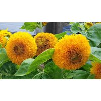 100 Bio Zwerg Teddybär Sonnenblumen Samen Top Musthave Für Bestäuber Und Bienen Cottage Garden Toll Töpfe Balkon von VerveinaSeeds
