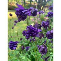 50 Double Blue Aquilegia Akelei Samen Ancolie Graines Semillas Zaden Zaad Somen Semi Sementi Sementes Siemenet Frö von VerveinaSeeds