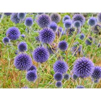 50 Echinops Ritro Kugeldistel Samen Semi Sementi Grans Nasiona Somen Frø Frøn Semillas Sementes Siemenet Zaad Zaden von VerveinaSeeds