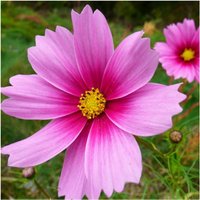 100 Gloria Cosmos Seeds Schmuckkörbchen Samen Semi Sementi Zaad Zaden Nasiona Frø Somen Semillas Graines Cosmea von VerveinaSeeds