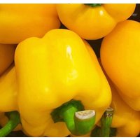 100 Organic Yellow California Wonder Samen Blocky Sweet Yellow Pepper Paprika Semi Semillas Graines Nongmo von VerveinaSeeds