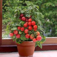 100 Rotkehlchen Zwerg Tomatensamen - Die Perfekte Miniatur-Buschtomate, Die Nur 30cm Hoch Ist, Kleine Süße Früchte Von Ausgezeichnetem Geschmack von VerveinaSeeds