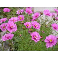 100 Samen Fizzy Pink Cosmos, Blumen Mit Dunkler Mitte 100 Samen Fizzy Pink Cosmos, Blumen Mit Dunkler Mitte von VerveinaSeeds