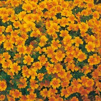 100 Edelstein Ringelblumen Samen, Tagetes Tenuifolia 100 Edelstein Ringelblumen Samen, Tagetes Tenuifolia von VerveinaSeeds