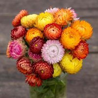 500 Schweizer Riesenstrohblumensamen Ewige Bunte Blüten 500 Schweizer Riesenstrohblumensamen Ewige Bunte Blüten von VerveinaSeeds