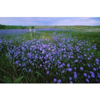 1000 Flachs Samen Lein Semi Sementi Semillas Lin Graines Linum Somen Zaden Sementes Siemenet Frö Lino Vlas Blomsterlin Hør von VerveinaSeeds