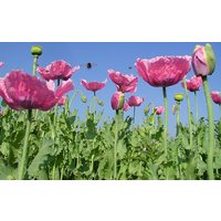 1000 White Seed Breadseed Poppy Pink Flowers Samen Semi Sementi Semillas Pavot Graines Nasiona Frø Somen Zaad Zaden Papavero Schlafmohn von VerveinaSeeds