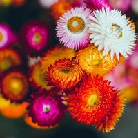 1000 Wunderschöne Bio Helichrysum Stroh Blume Swiss Giant Mix Everlanstings Blütezeit 12 - 16 Wochen Ab Der Keimung von VerveinaSeeds