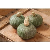 15 Bio Geisha Kabocha Winter Squash Samen Kürbis Zaad Zaden Zucca Semi Sementi Sementes Siemenet Citrouille Graines Semillas Somen von VerveinaSeeds