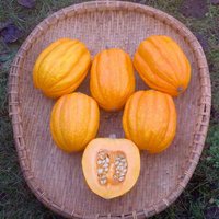 Kiemen Golden Pippin Eichelkürbis Samen 15 | Biologisch von VerveinaSeeds