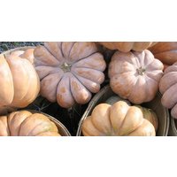 15 Musquee De Provence Muscade De Provence Kürbiskerne Pompoen Kürbis Samen Graines Semillas Sementes Calabaza Musquée von VerveinaSeeds