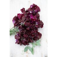 15 Royal Maroon Wicke Samen - Duftende Lathyrus Odoratus, Dunkel Burgunder Blüten von VerveinaSeeds
