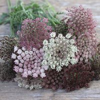 150 Bio Dara Wilde Karotten Samen, Schokoladenspitze Blume 150 Bio Dara Wilde Karotten Samen, Schokoladenspitze Blume von VerveinaSeeds