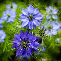 150 Nigella Moody Blues Love in A Mist Samen Jungfer Im Grünen Hispanica Graines Semi Zaad Sementi Semillas Zaden Somen von VerveinaSeeds