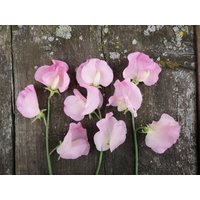 20 Bio Alisa Sweet Pea Seeds Duftwicke Samen Zaden Semi Sementi Sementes Siemenet Graines Semillas Nasiona Somen Frø von VerveinaSeeds