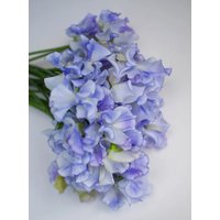 20 Blue Ripple Sweet Pea Lathyrus Odoratus Seeds Duftwicke Samen Graines Nasiona Semi Sementi Semillas Frø Zaad Zaden Sementes Siemenet von VerveinaSeeds