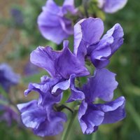 20 Royal Family Blue Sweet Pea Lathyrus Odoratus Seeds Duftwicke Samen Graines Nasiona Semi Sementi Semillas Frø Zaden Sementes Siemenet von VerveinaSeeds