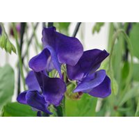 20 Royal Family Blue Duftwicke Samen Graines Lathyrus Odoratus Nasiona Semi Sementi Semillas Frø Zaden Sementes Siemenet von VerveinaSeeds