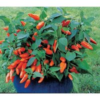 20 Bio Tangerine Dream Orange Sweet Snack Paprika Samen Hohe Erträge von VerveinaSeeds