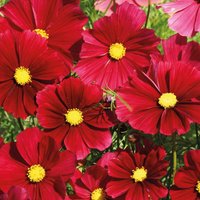 50 Gazebo Red Cosmos Seeds Schmuckkörbchen Samen Semi Sementi Zaad Zaden Nasiona Frø Somen Semillas Graines Cosmea von VerveinaSeeds