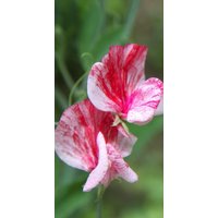 20 Exklusive Bio-Amerika Süße Erbse Lathyrus Odoratus Samen Für Bestäuber Und Bienen Cottage Garden von VerveinaSeeds