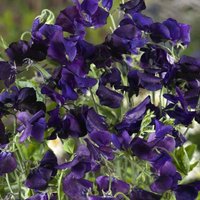 20 Mammoth Navy Blue Süße Erbsen Samen Duftwicke Zaad Zaden Semi Sementi Sementes Siemenet Graines Semillas Nasiona Somen Frø von VerveinaSeeds