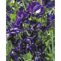 20 Mammoth Navy Blue Süße Erbsen Samen Duftwicke Zaad Zaden Semi Sementi Sementes Siemenet Graines Semillas Nasiona Somen Frø von VerveinaSeeds
