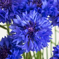200 Stück Bio Blaue Kornblume Samen Blau Blue Boy Fiordaliso Sementi Semi Centaurée Bleue Graines Nasiona Aciano Semillas Zaden von VerveinaSeeds