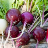200 Bio-Rettich Plum Purple Erbstück Vielfalt Gemüsesamen von VerveinaSeeds