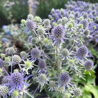200 Samen Des Eryngium Planum Silber-Blaue Sea Holly Edeldistel 200 Samen Des Eryngium Planum Silber-Blaue Sea Holly Edeldistel von VerveinaSeeds