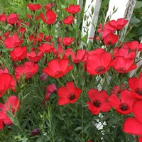 200 Leinsamen Linum Rubrum Blumensamen von VerveinaSeeds