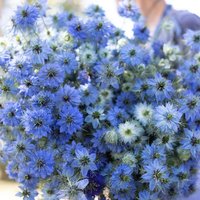 200 Nigella Miss Jekyll Sky Blue Love in A Mist Samen Nigelle Graines Schwarzkümmel Di Damasco Bianca Sementi Zaden Zaad von VerveinaSeeds