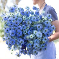 200 Nigella Miss Jekyll Sky Blue Love in A Mist Samen Nigelle Graines Schwarzkümmel Di Damasco Bianca Sementi Zaden Zaad 200 Nigella Miss Jekyll Sky Blue Love in A Mist Samen Nigelle Graines Schwarzkümmel Di Damasco Bianca Sementi Zaden Zaad von VerveinaSeeds