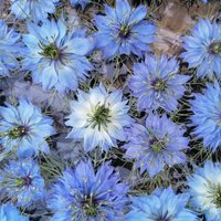 200 Nigella Miss Jekyll Sky Blue Love in A Mist Seeds Nigelle Graines Schwarzkümmel Samen Di Damasco Bianca Sementi Zaden Zaad von VerveinaSeeds